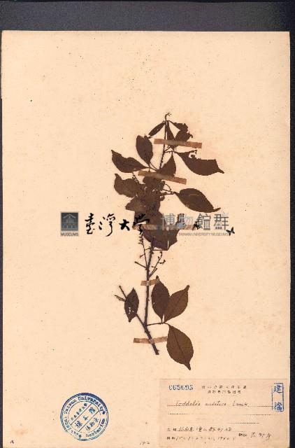 飛龍掌血藏品圖，第1張