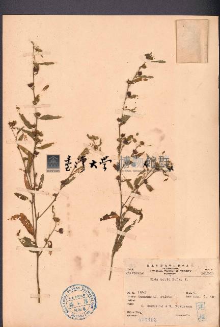 細葉金午時花藏品圖，第1張