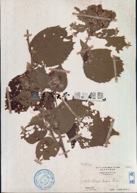 扭蒴山芝麻藏品圖，第1張