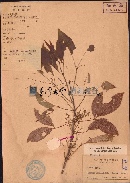 三腳虌藏品圖，第1張