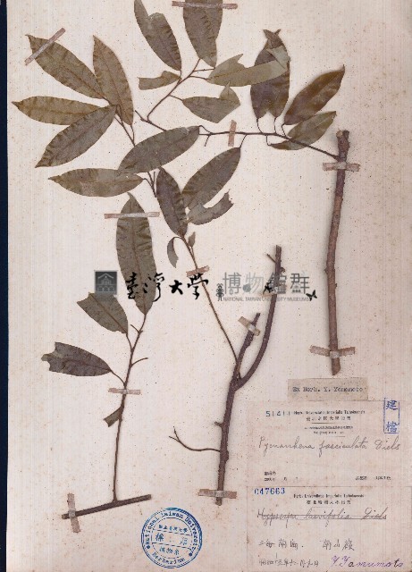 密花藤藏品圖，第1張
