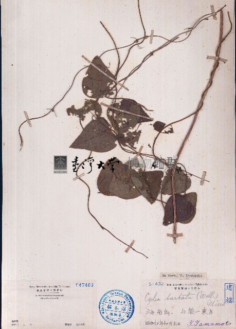 毛葉輪環藤藏品圖，第1張