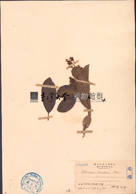 毛果錫葉藤藏品圖，第1張