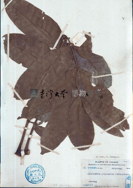 穗花樹蘭藏品圖，第1張