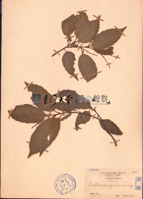 臺灣苦櫧藏品圖，第1張