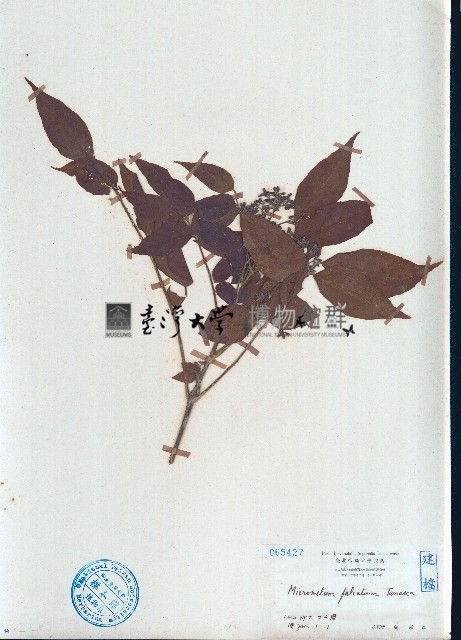 大管、白木藏品圖，第1張