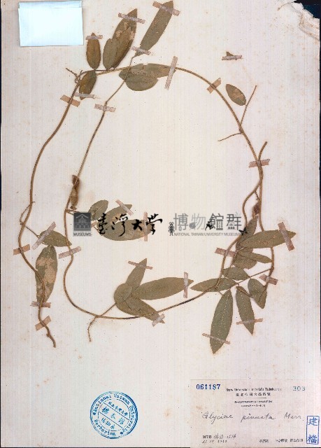 羽葉擬大豆藏品圖，第1張
