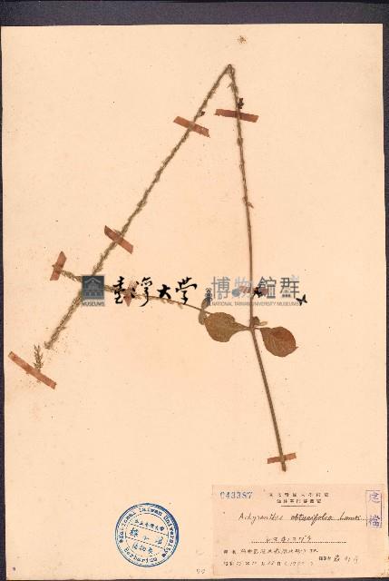 鈍葉土牛膝藏品圖，第1張