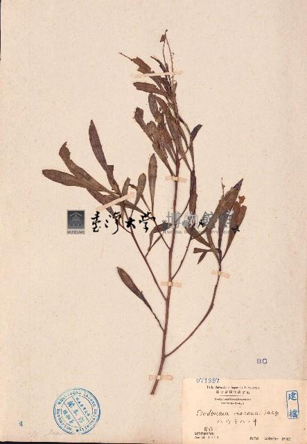 車桑子藏品圖，第1張