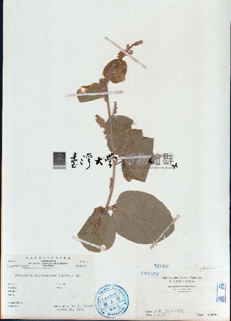 絨毛葉山螞蝗藏品圖，第1張