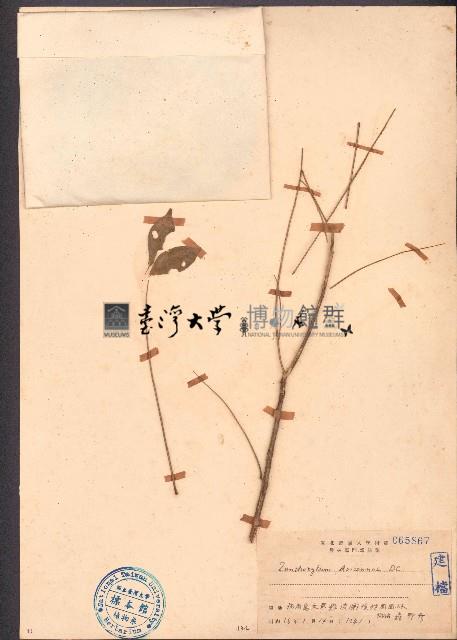 狗花椒、簕欓花椒藏品圖，第1張