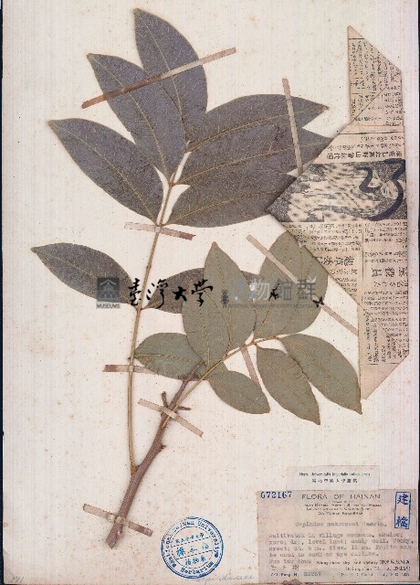 無患子藏品圖，第1張