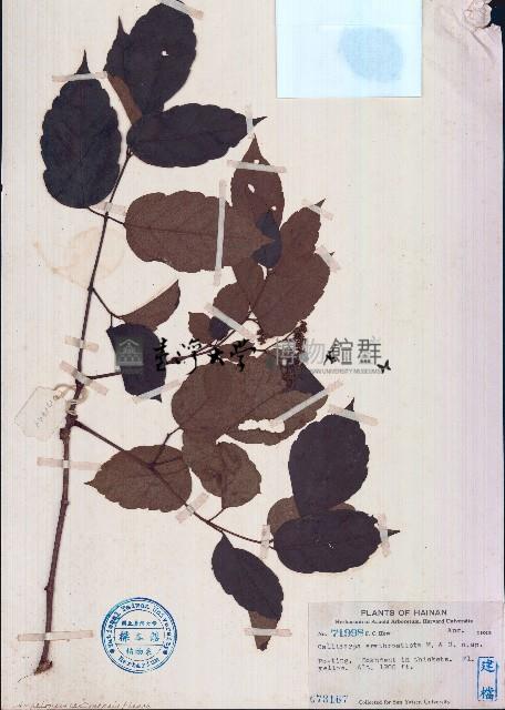 紅腺紫珠藏品圖，第1張