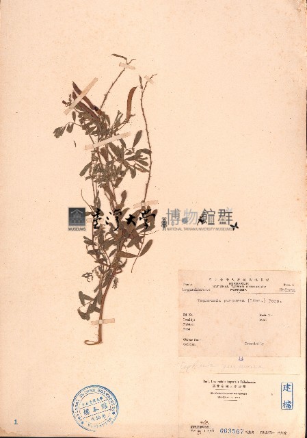 灰毛豆藏品圖，第1張