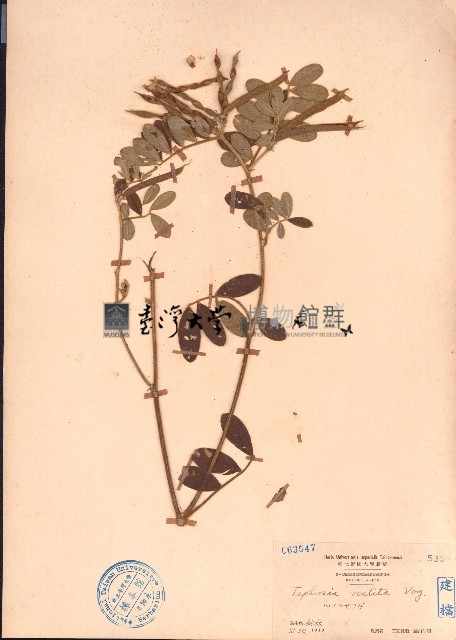 黄灰毛豆、黄毛灰葉藏品圖，第1張