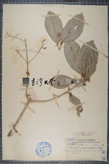 降真香藏品圖，第1張