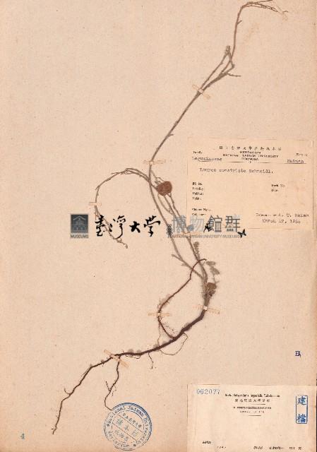 長管蝙蝠草藏品圖，第1張