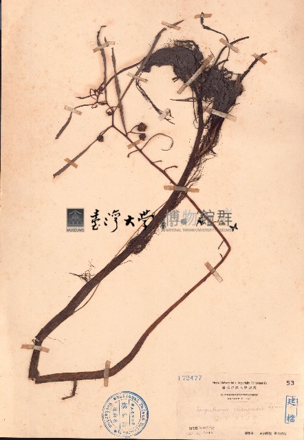 華鳳仙藏品圖，第1張