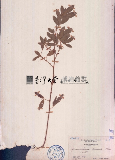 單節假木豆藏品圖，第1張