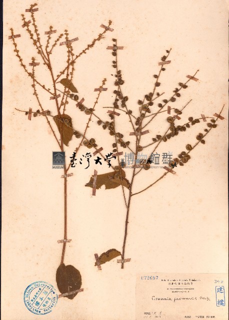 毛咀簽藏品圖，第1張