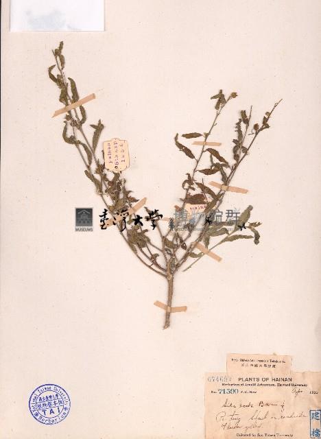 細葉金午時花藏品圖，第1張