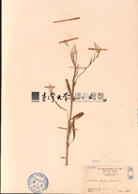 青葙藏品圖，第1張