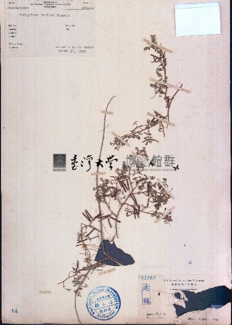 三葉木藍藏品圖，第1張