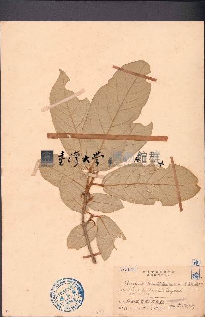 銀葉樹藏品圖，第1張