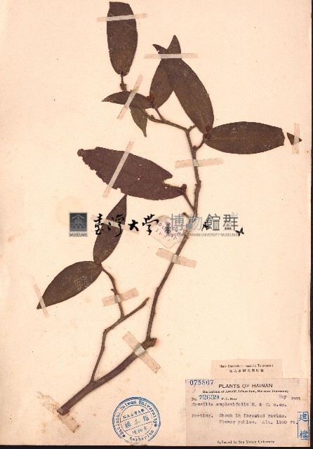 抱莖短蕊茶藏品圖，第1張
