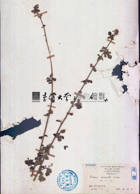 梵天花藏品圖，第1張