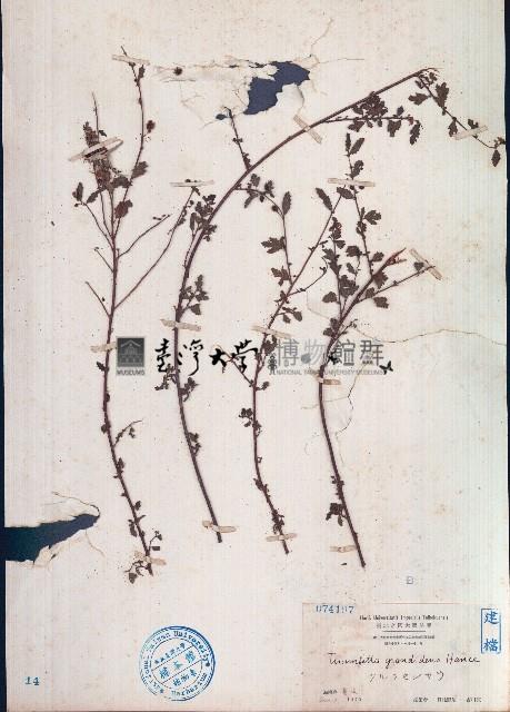 粗齒垂桉草藏品圖，第1張