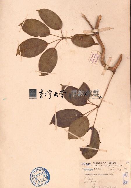 野木瓜藏品圖，第1張