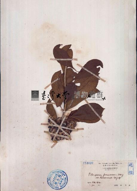 臺灣海桐藏品圖，第1張