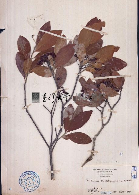 石楠藏品圖，第1張