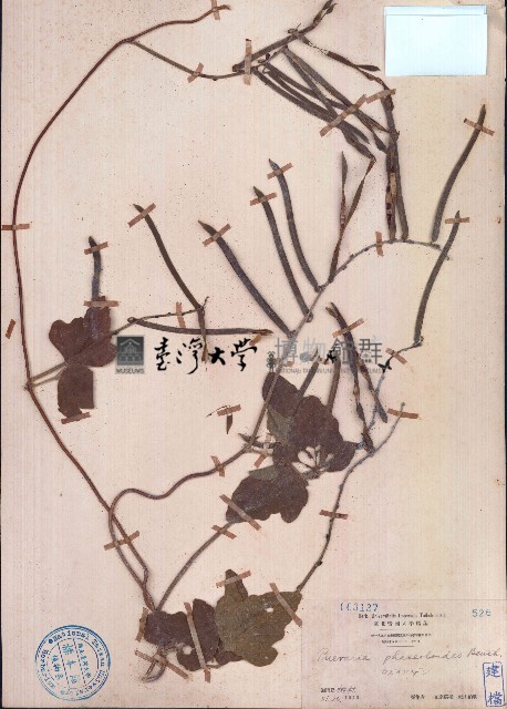 假菜豆藏品圖，第1張