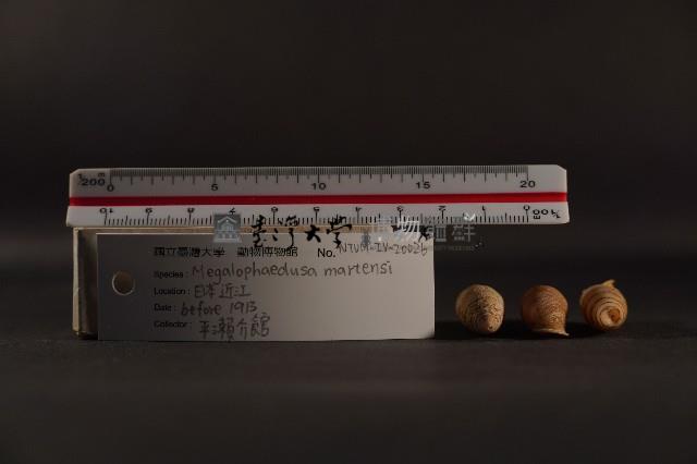 煙管螺藏品圖，第3張