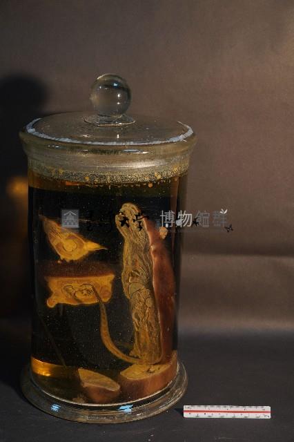 鬼鼠的解剖藏品圖，第3張