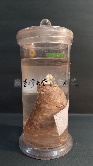 牡蠣藏品圖，第3張