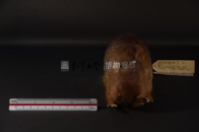 鬼鼠藏品圖，第3張