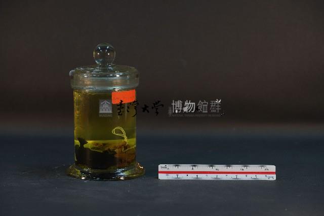 鼴鼠藏品圖，第3張