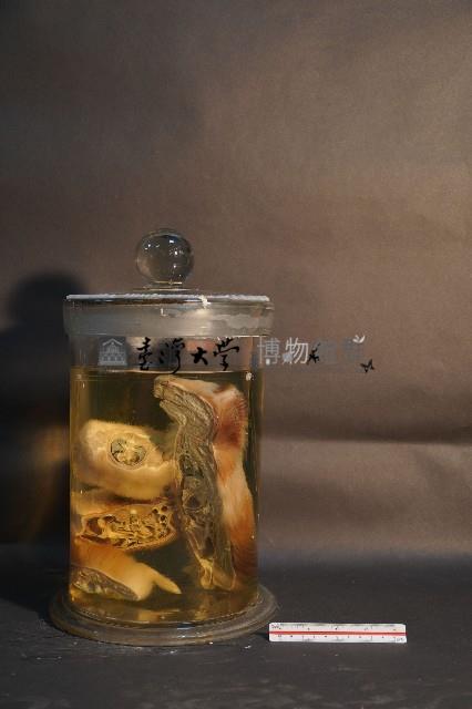 天竺鼠的切面藏品圖，第3張