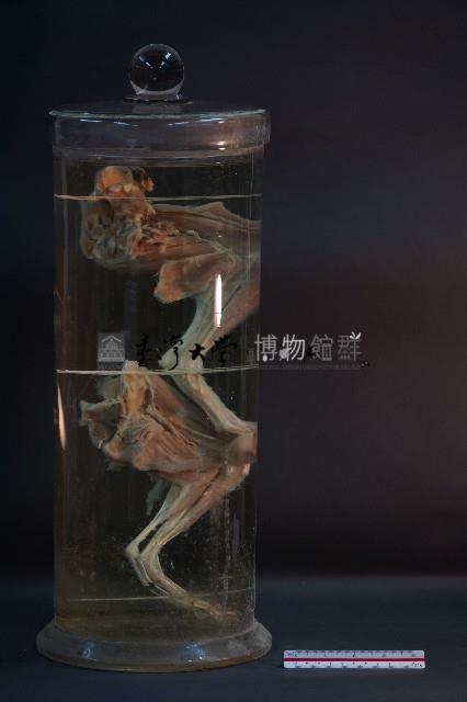 哺乳類腿的解剖藏品圖，第3張