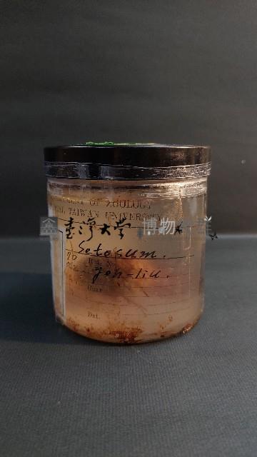 刺冠海膽藏品圖，第3張