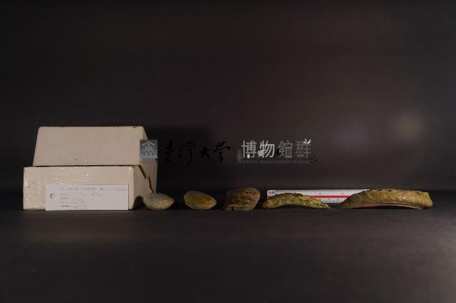 驢耳鮑螺藏品圖，第3張