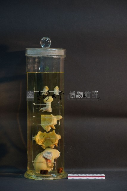 犬耳之解剖藏品圖，第3張