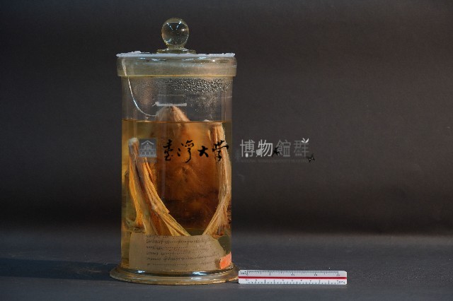 蝙蝠藏品圖，第3張