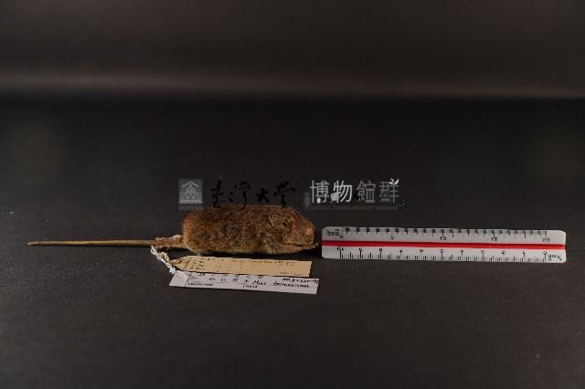 月鼠藏品圖，第3張