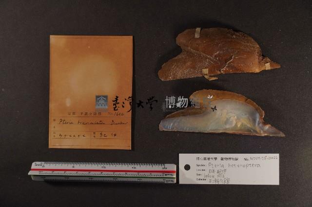 朱紅鶯蛤藏品圖，第3張