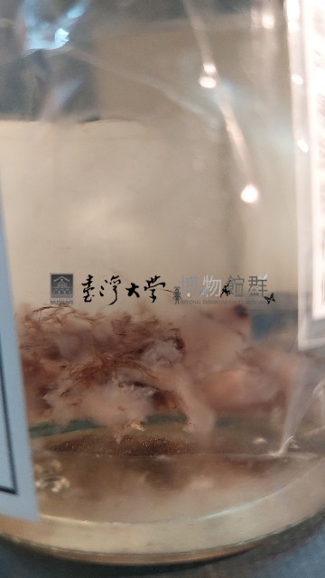 風聖水母藏品圖，第3張