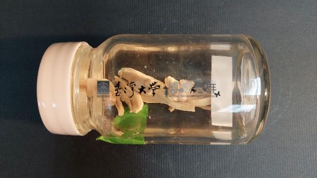 馬氏鱉甲蝸牛藏品圖，第3張